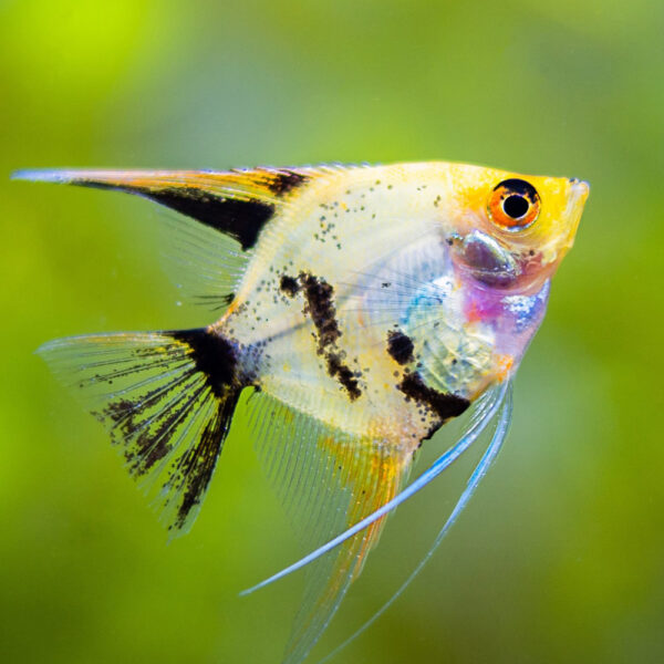 Angel Fish Product 1