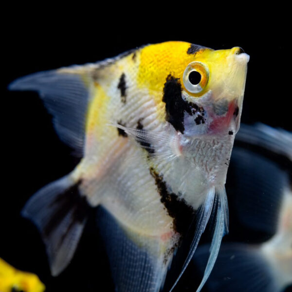 Angel Fish Product 3