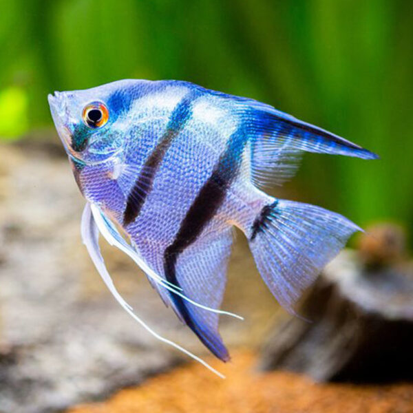 Angel Fish Product 4