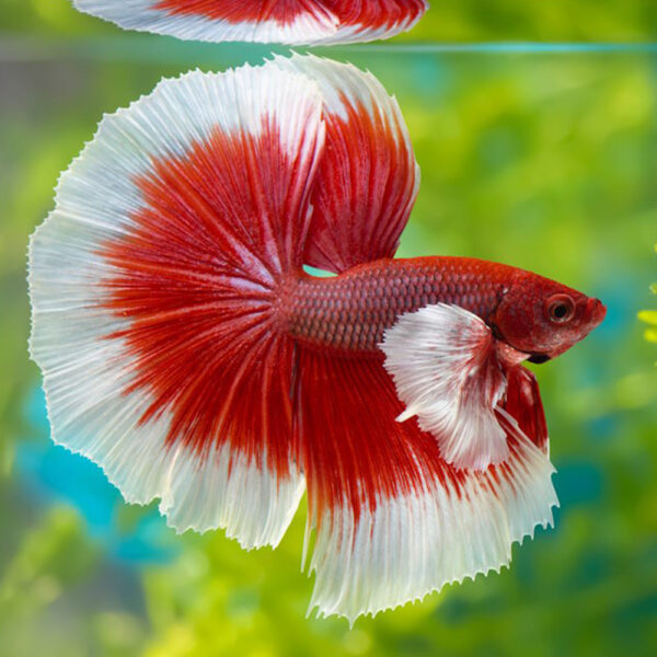 Betta-fish 1