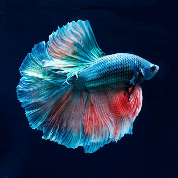 Betta-fish 2