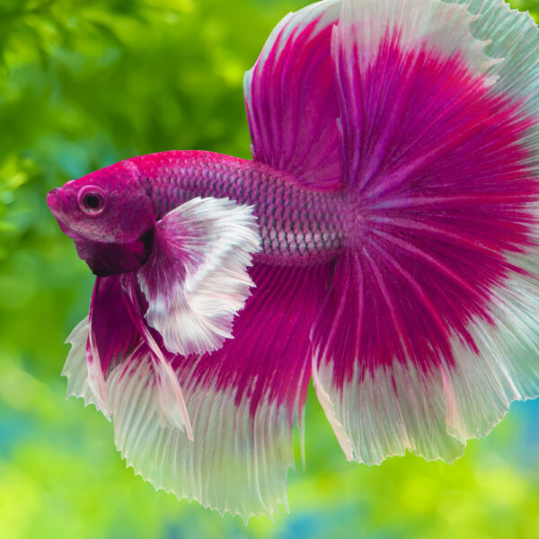 Betta-fish 4