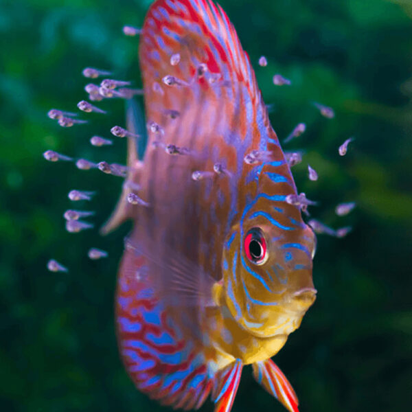 Discus Fish 1