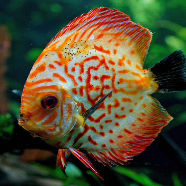 Discus Fish 2