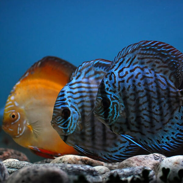 Discus Fish 4