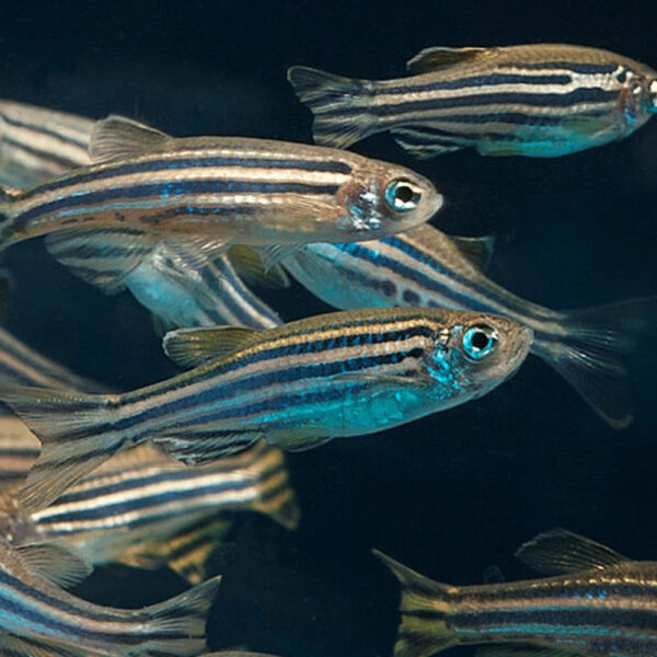 Zebra fish Product 2