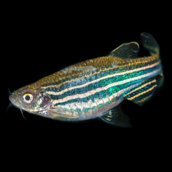 Zebra fish Product 4